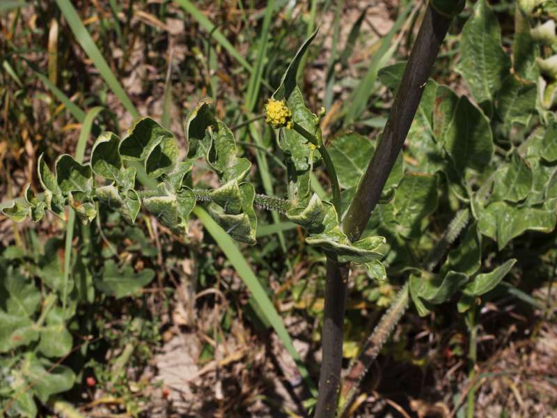 Opopanax chironium